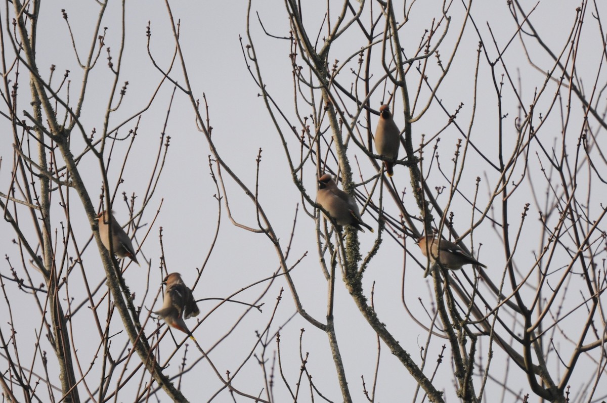 Bohemian Waxwing - ML614051680