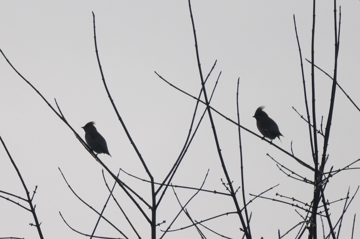 Bohemian Waxwing - ML614051682