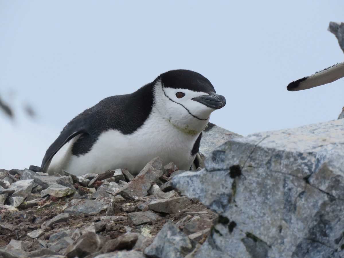 Антарктический пингвин - ML614051699