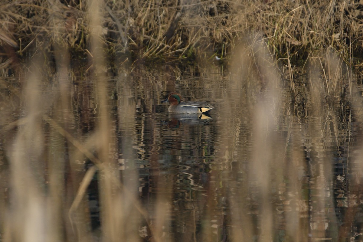 Green-winged Teal - ML614051720