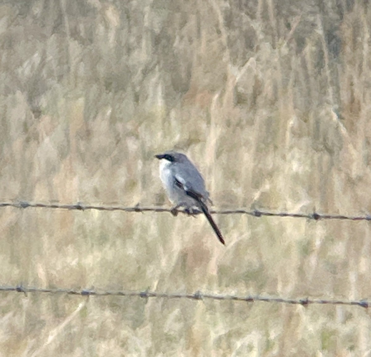 Loggerhead Shrike - Dwayne Martin