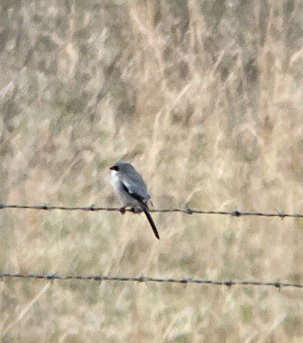 Loggerhead Shrike - Dwayne Martin