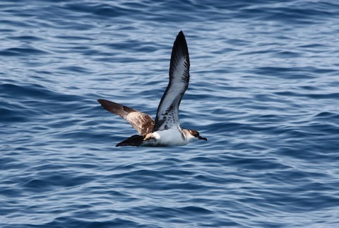 Great Shearwater - ML614051770