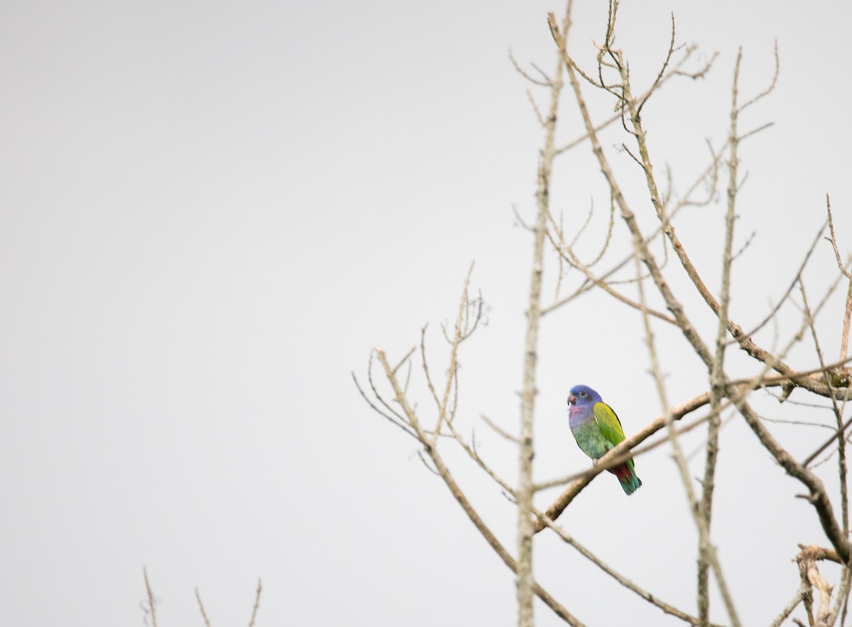Blue-headed Parrot - ML614051782