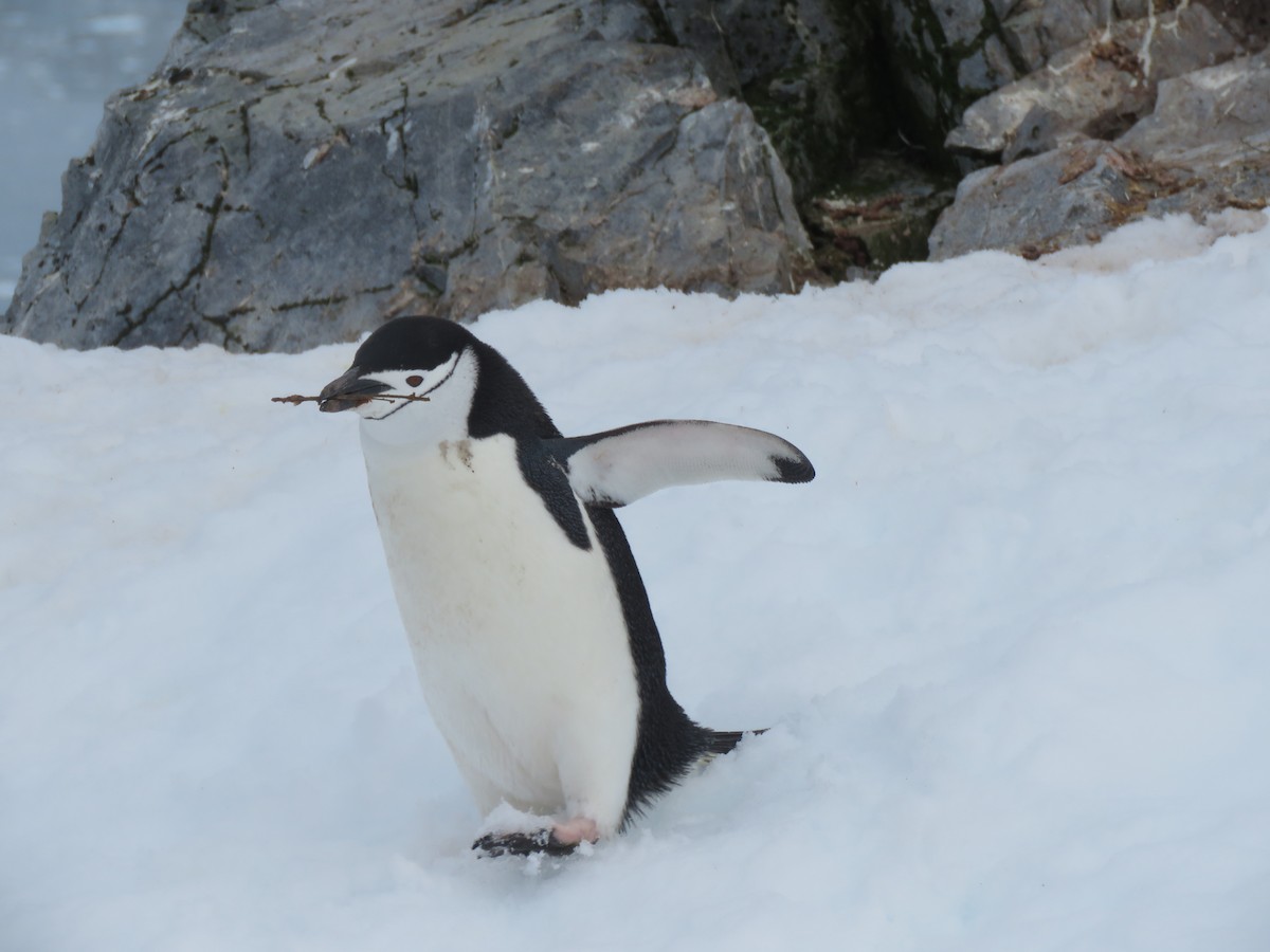 Антарктический пингвин - ML614051785