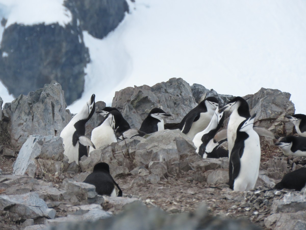 Антарктический пингвин - ML614051816