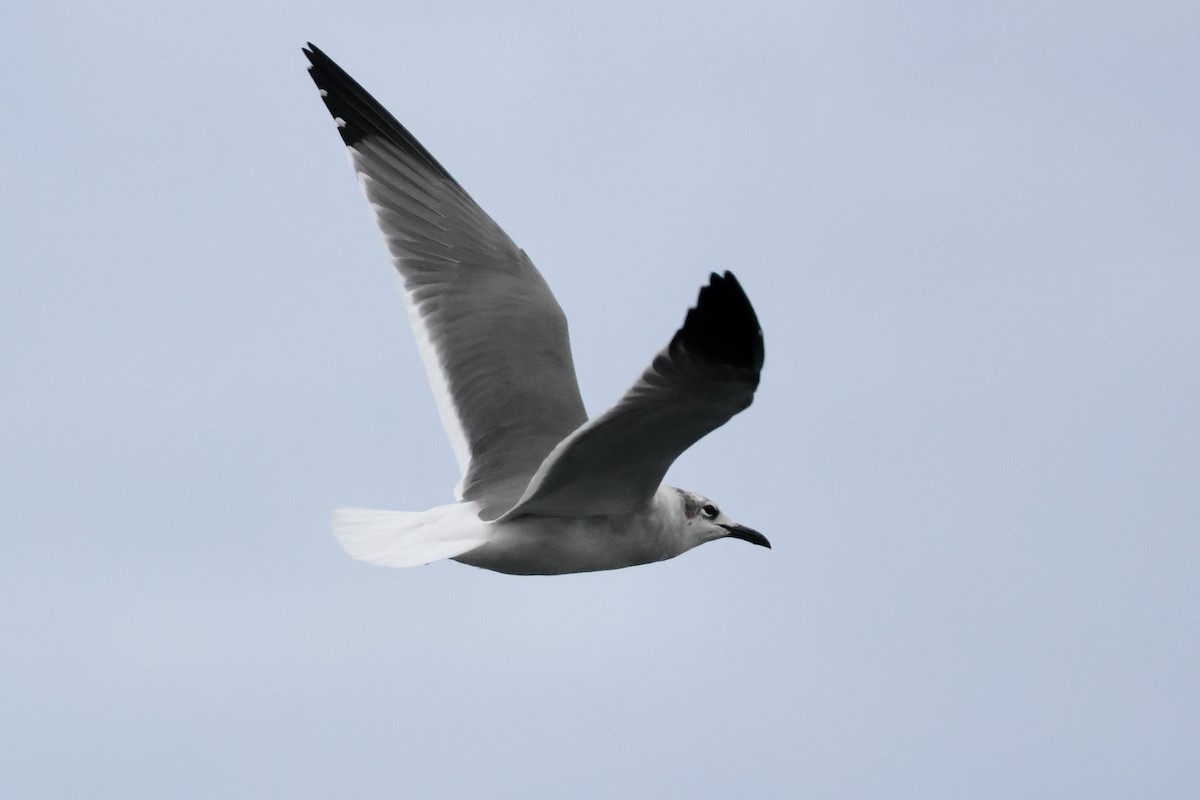 Mouette atricille - ML614051819