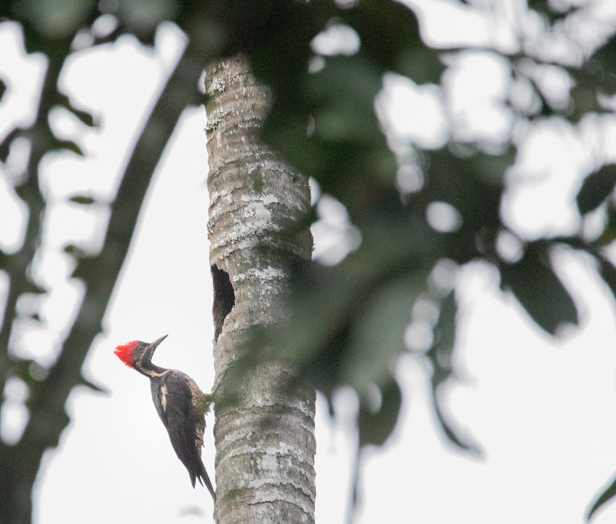 Lineated Woodpecker - ML614051850