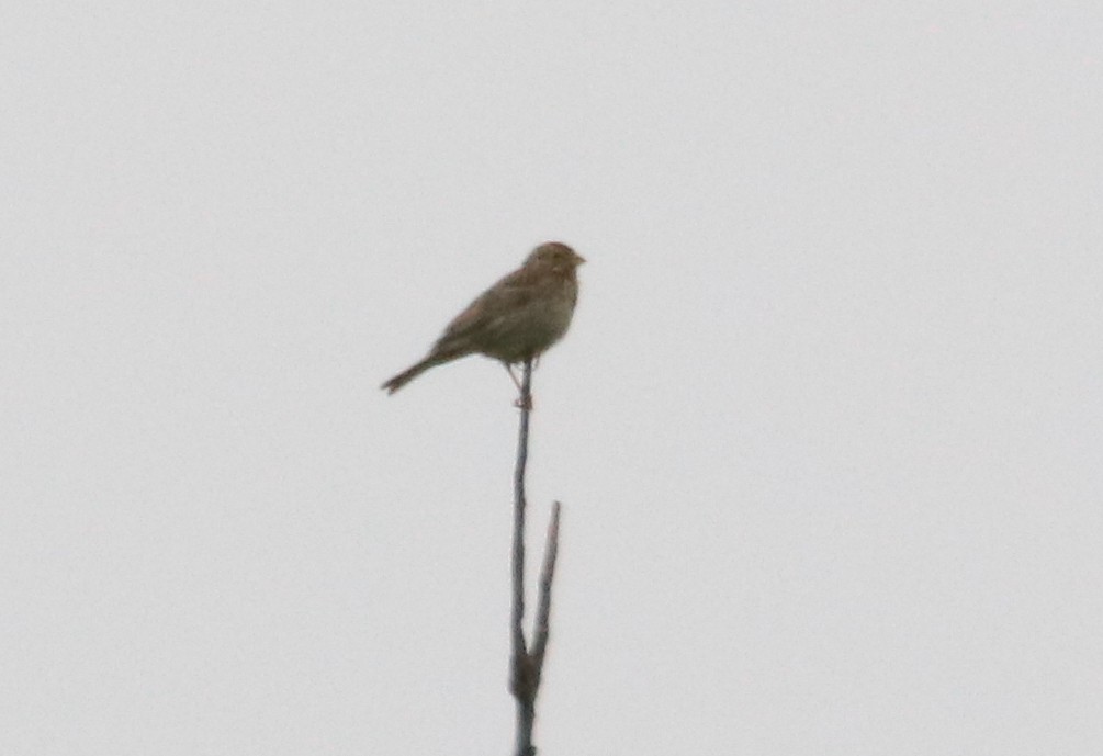 Corn Bunting - Maciej Buchalik