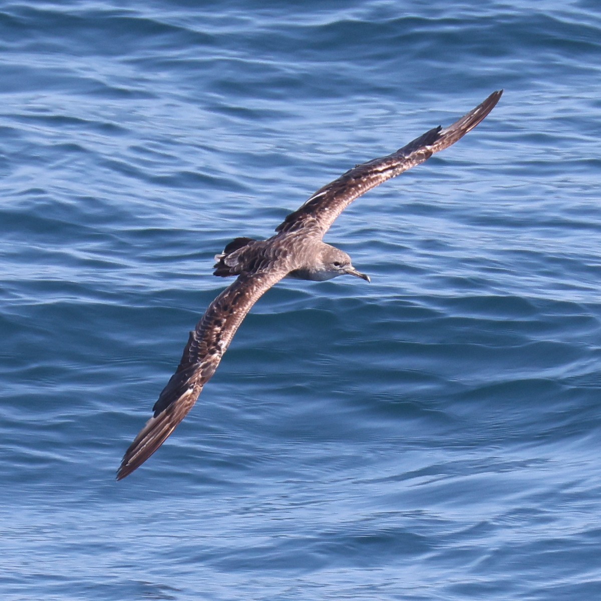 Cape Verde Shearwater - ML614051989