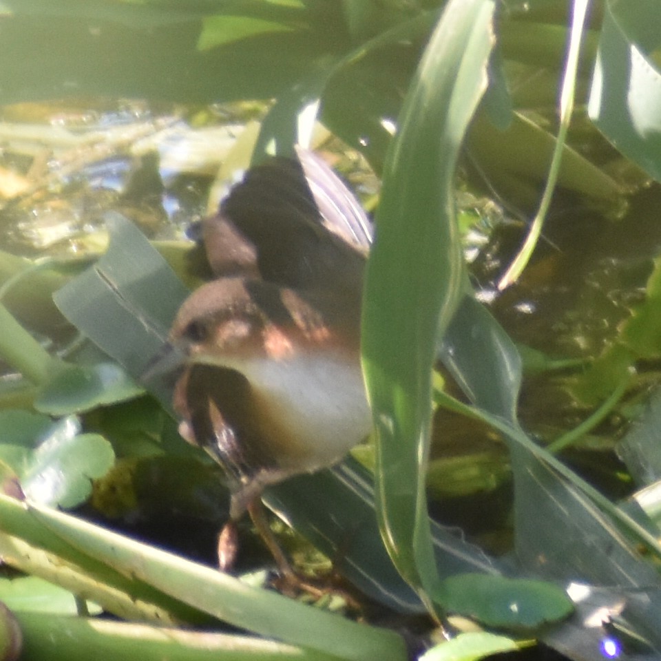 Rufous-sided Crake - ML614052095