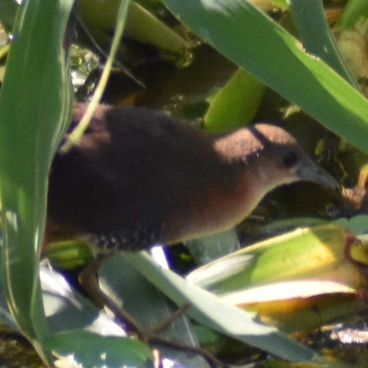 Rufous-sided Crake - ML614052096