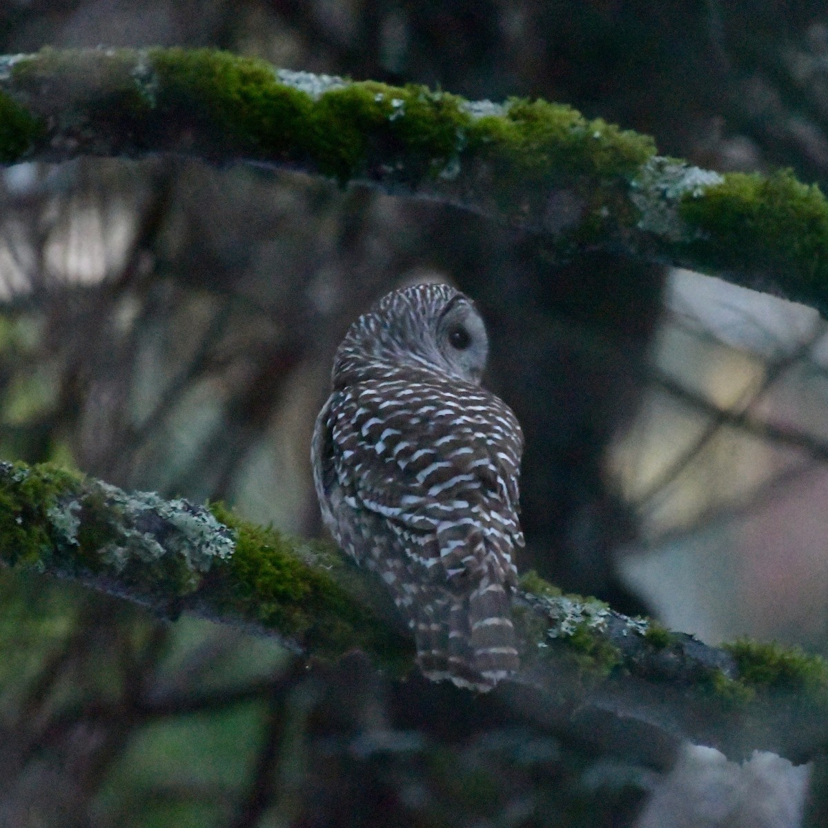 Barred Owl - ML614052150