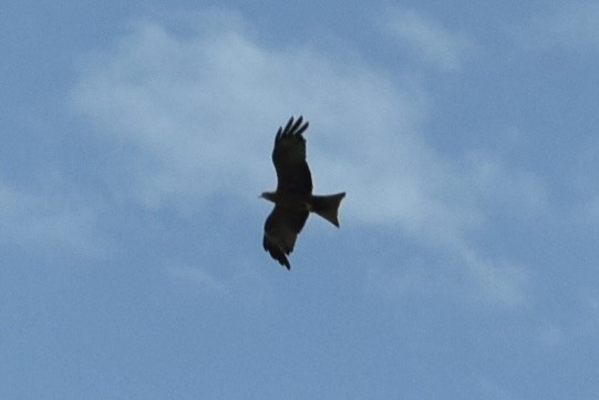 Black Kite (Yellow-billed) - ML614052195