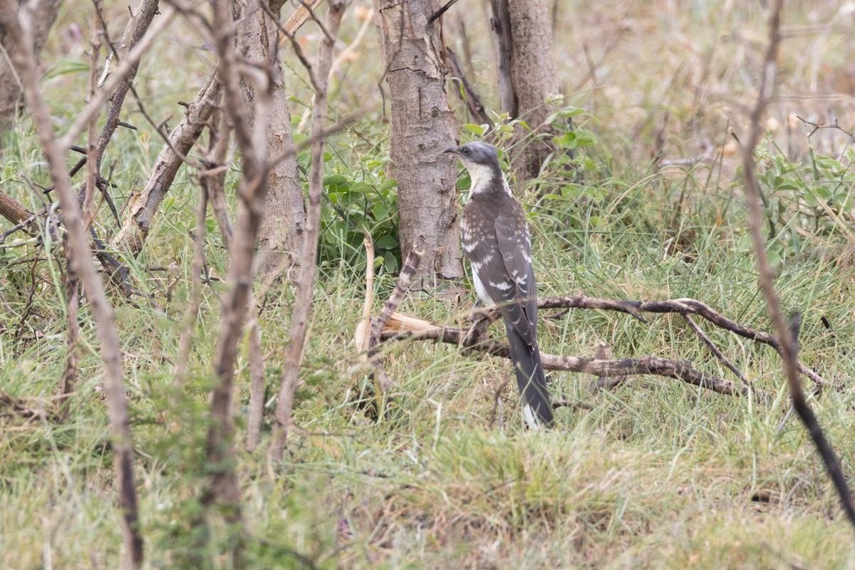 Great Spotted Cuckoo - ML614052220