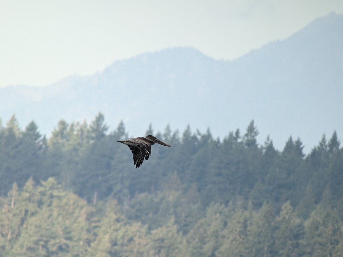 Brown Pelican - ML614052250