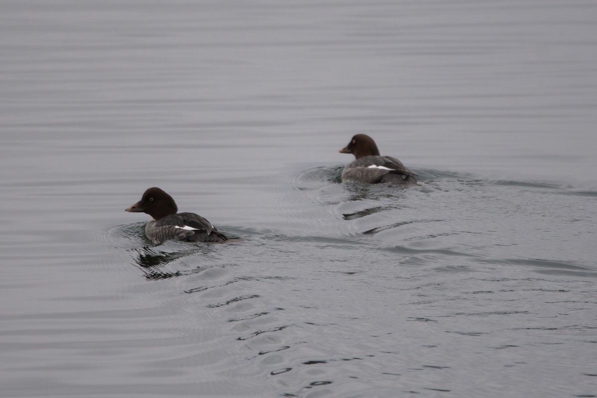 Common Goldeneye - ML614052251