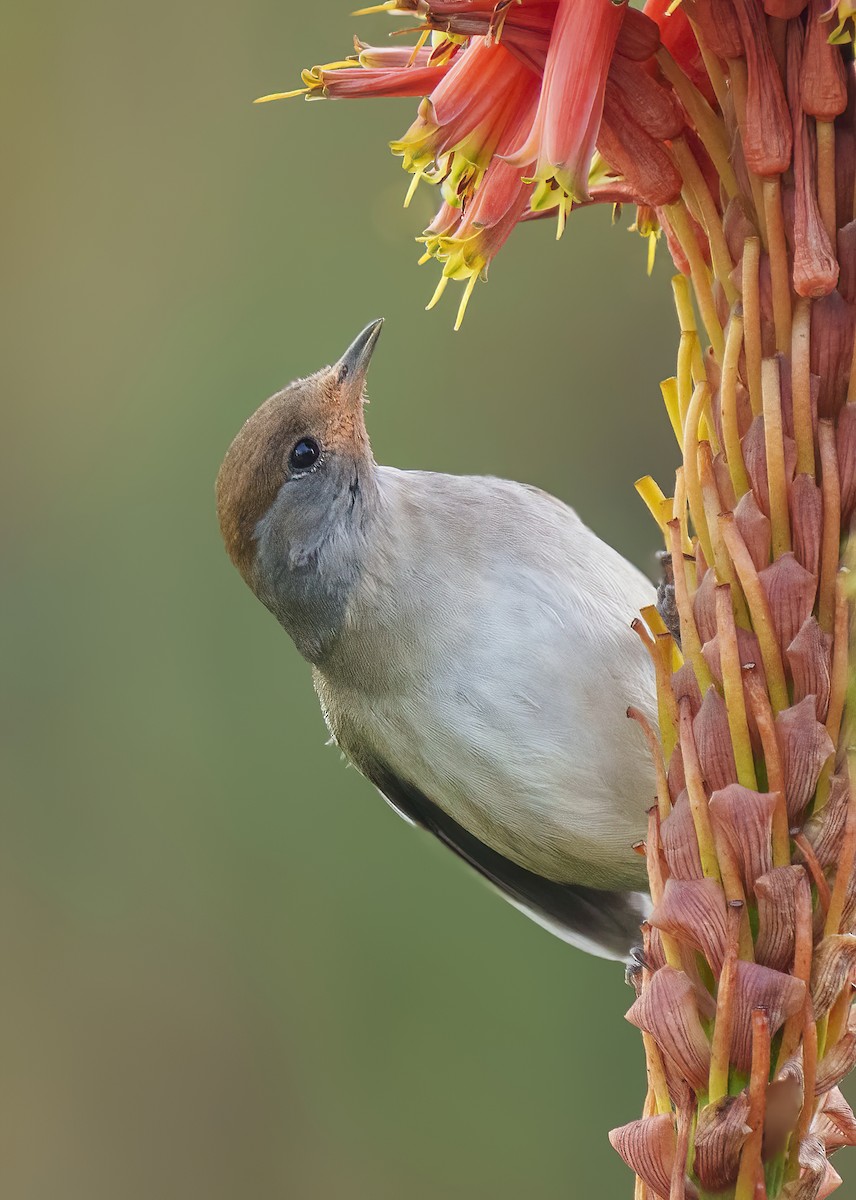 Eurasian Blackcap - ML614052278