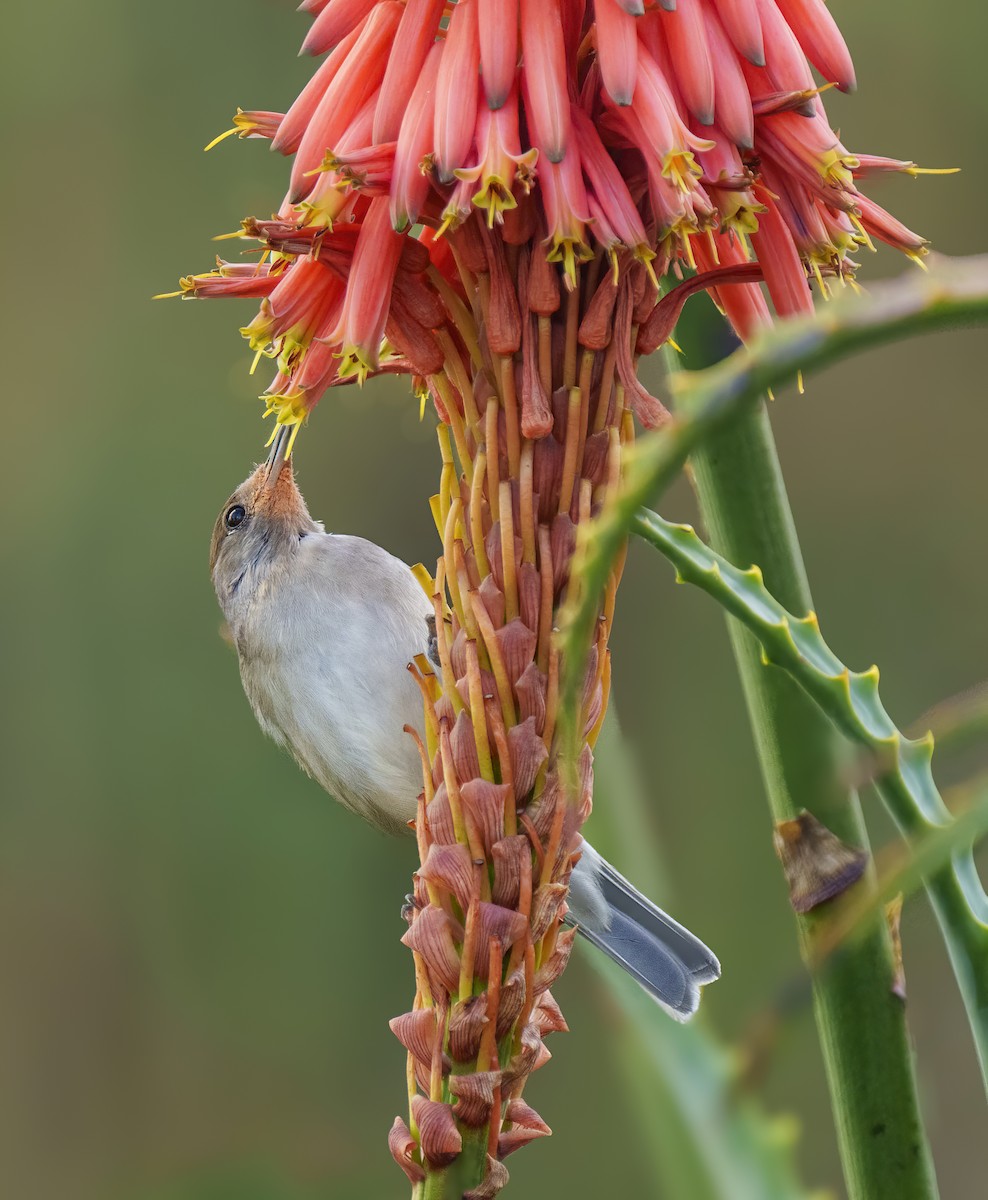 Eurasian Blackcap - ML614052280