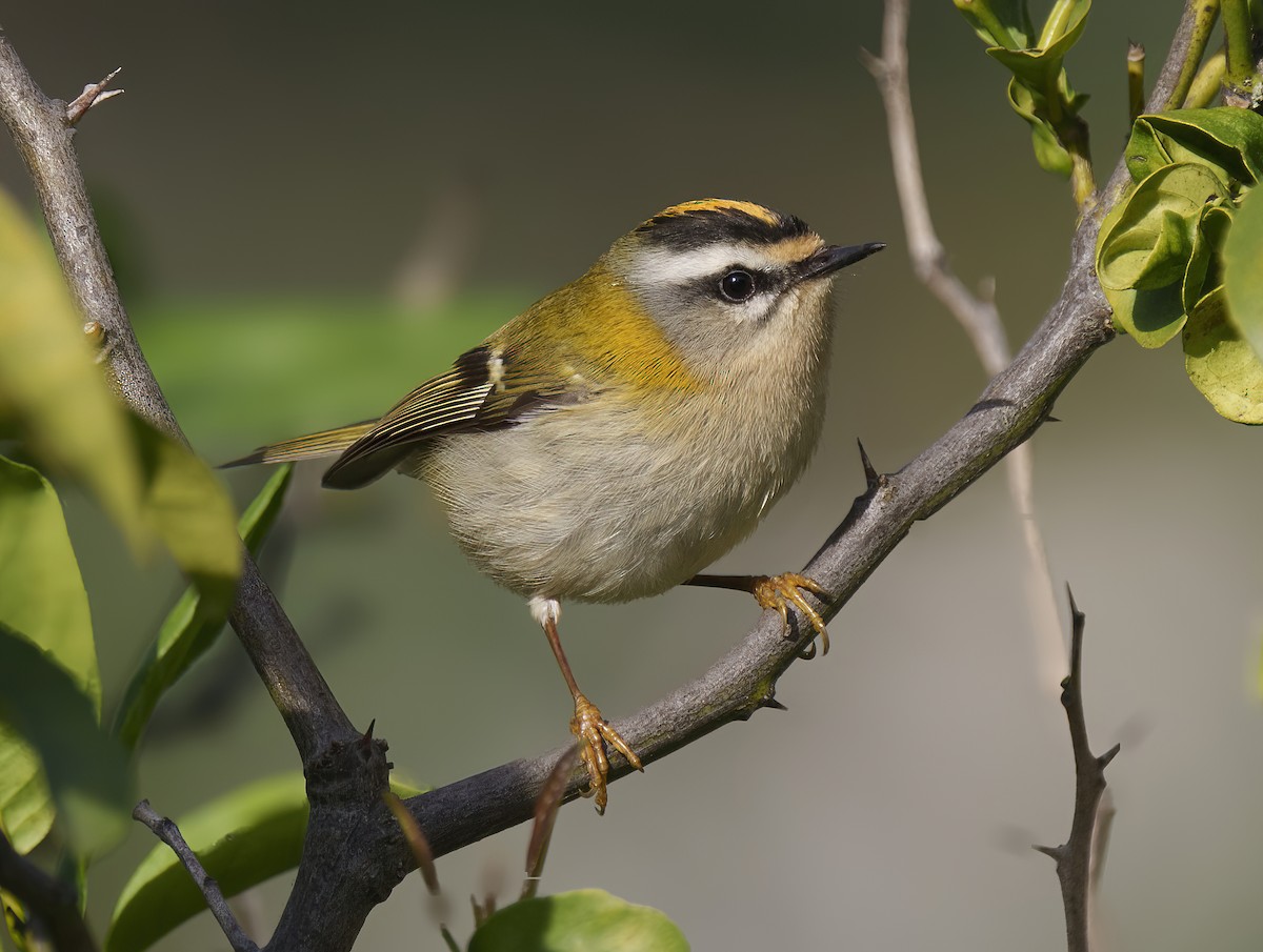 Common Firecrest - ML614052288