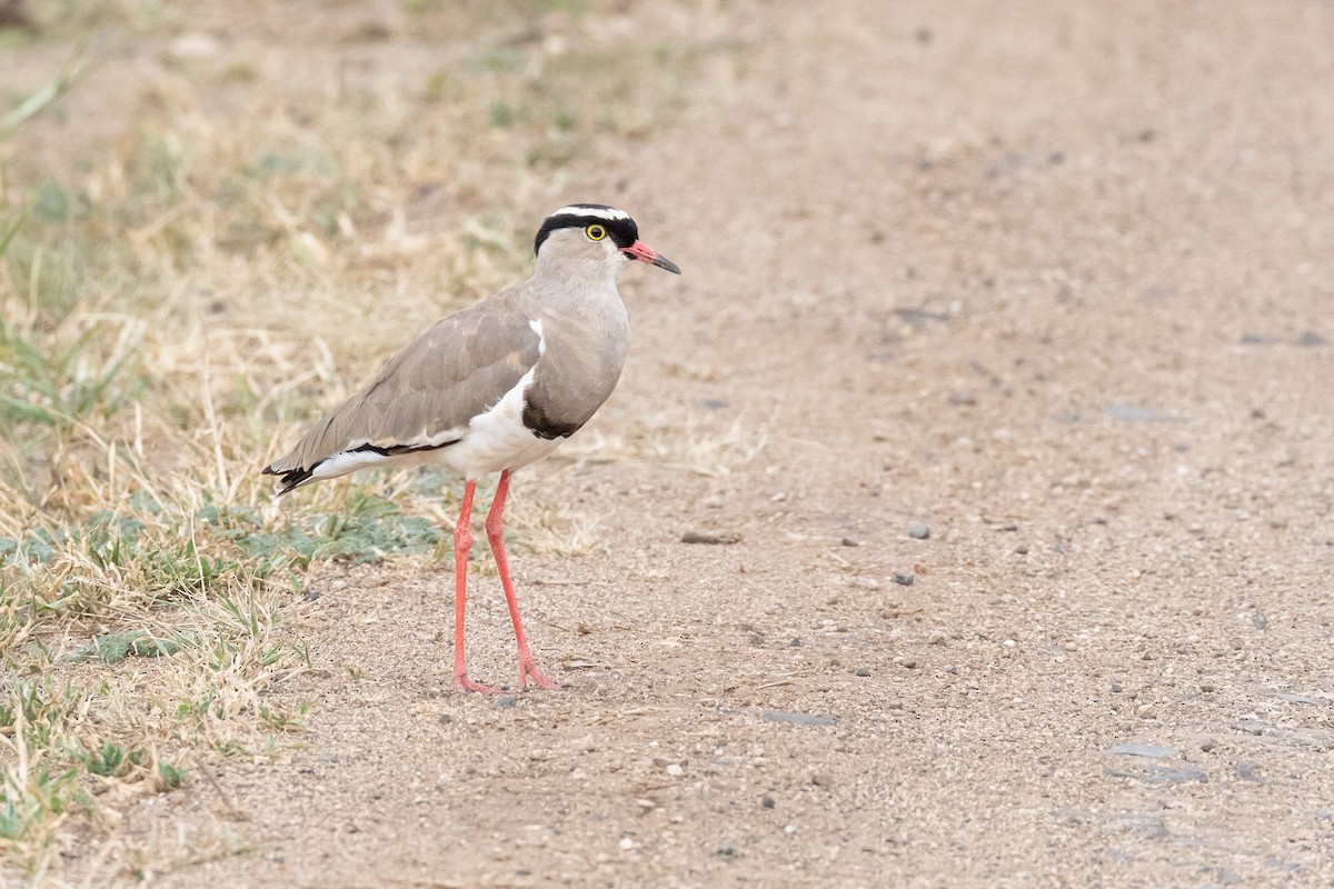 Crowned Lapwing - ML614052396