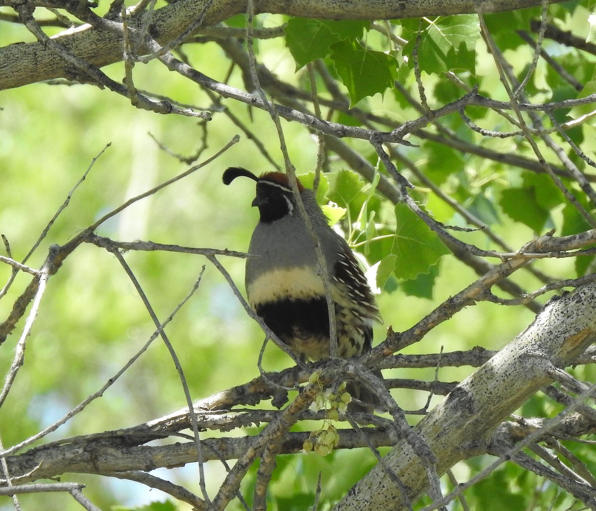 Gambel's Quail - ML61405241