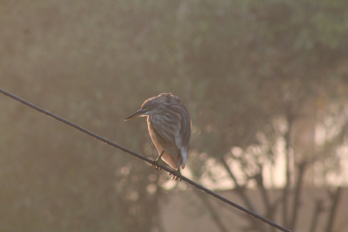 Indian Pond-Heron - ML614052442