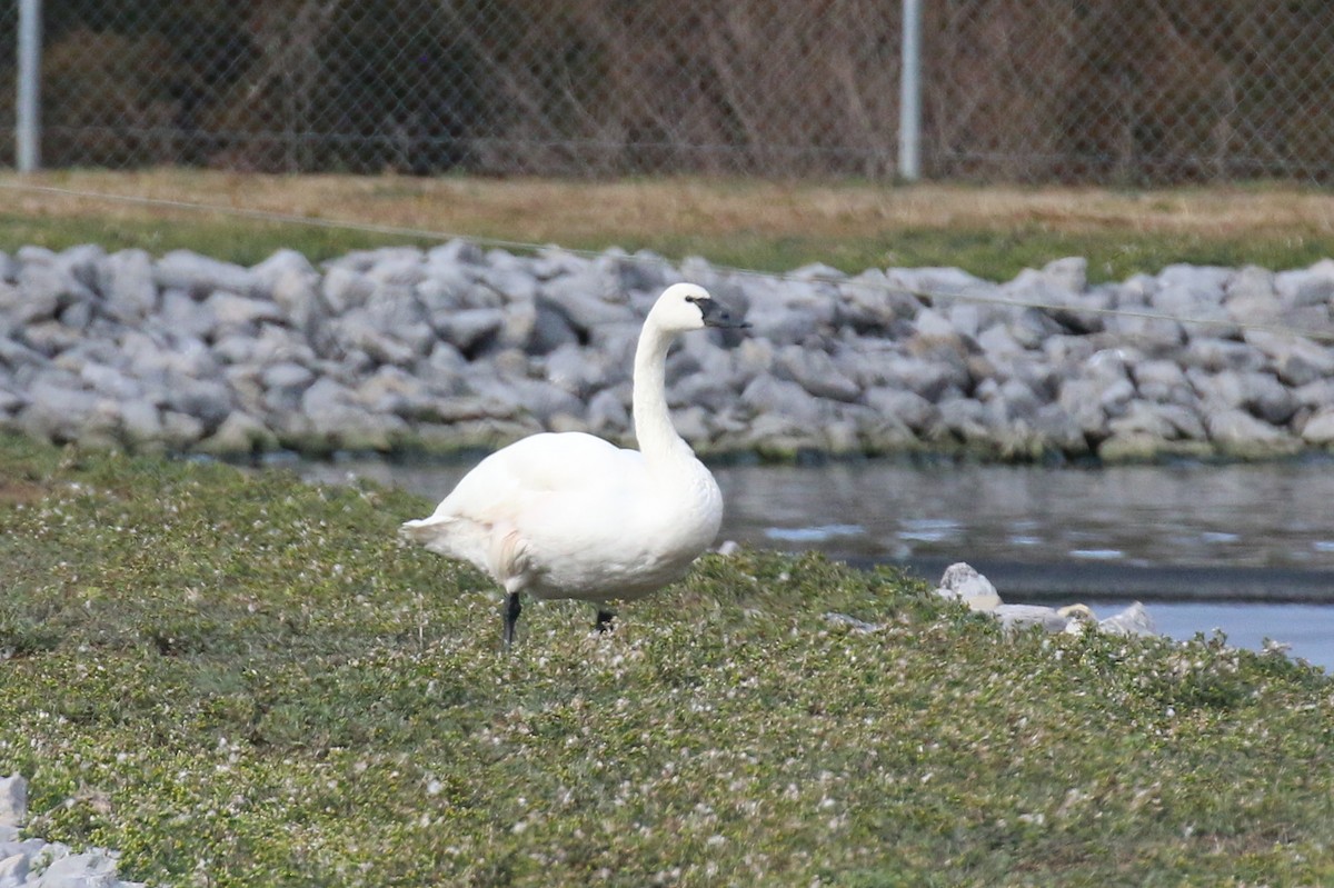 Tundra Swan - ML614052462