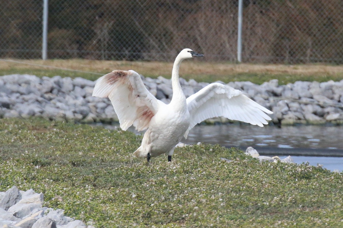 Tundra Swan - ML614052469