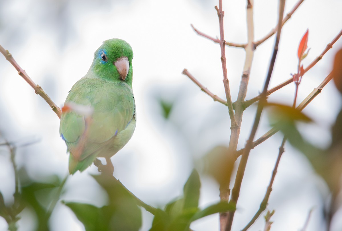 Spectacled Parrotlet - ML614052525