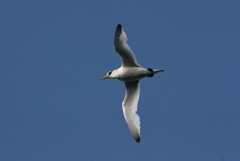 Red-billed Tropicbird - William McKinney