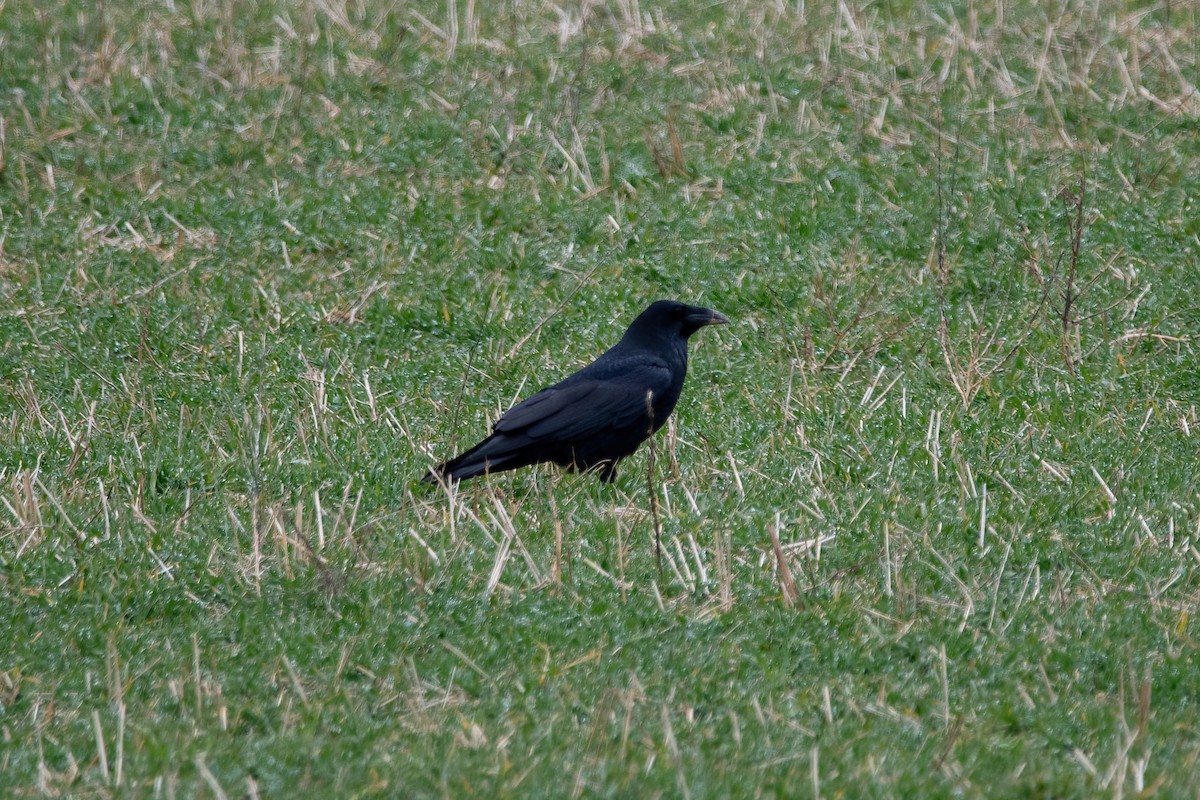 Common Raven - ML614052536