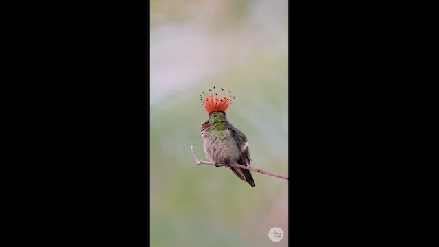 Rufous-crested Coquette - ML614052538