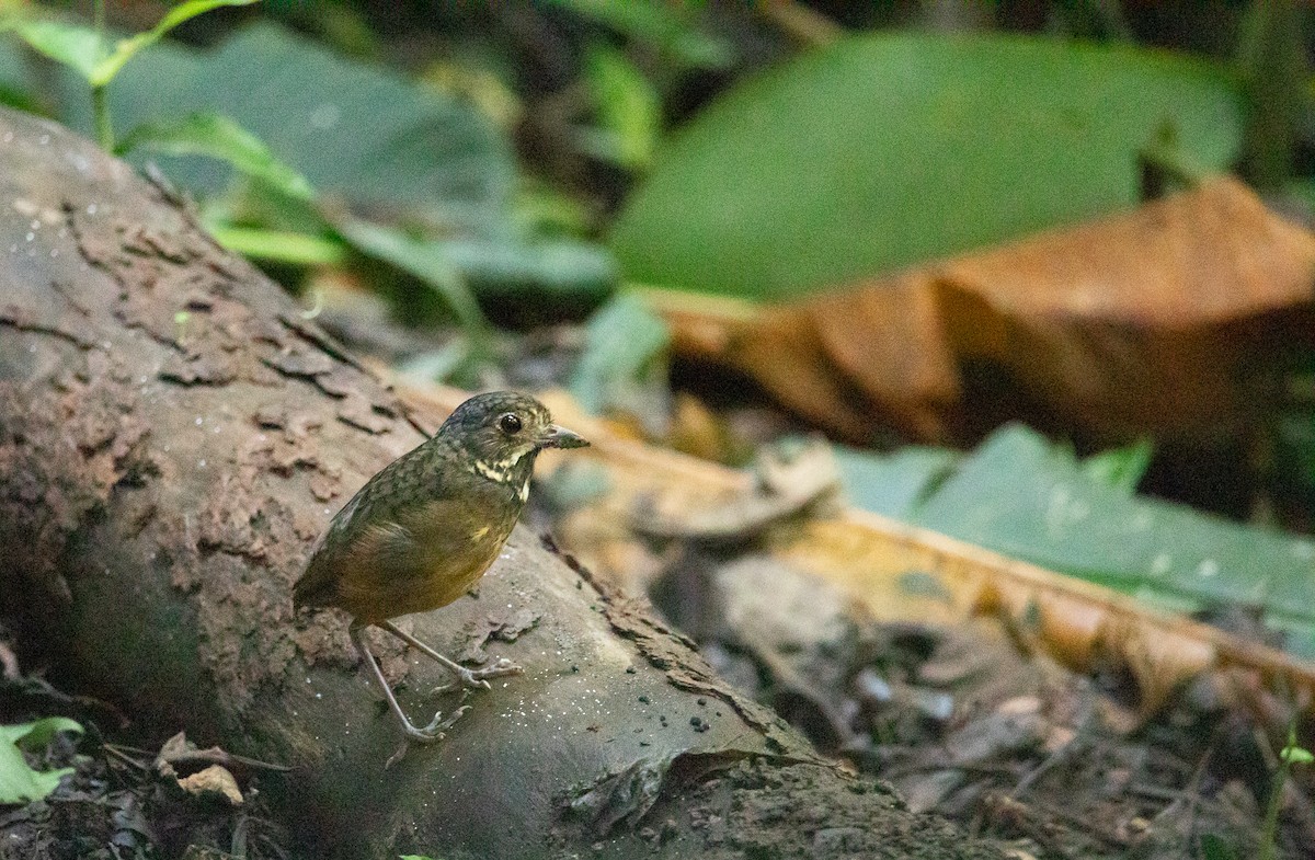 Scaled Antpitta - ML614052540