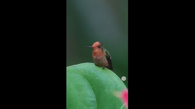 Rufous-crested Coquette - ML614052548