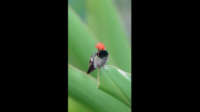 Rufous-crested Coquette - ML614052549