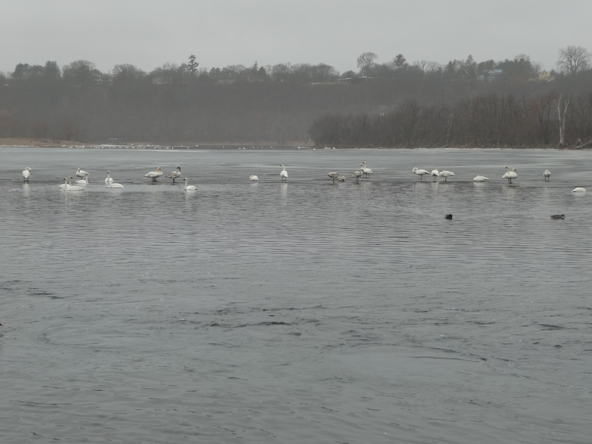 Trumpeter Swan - ML614052647