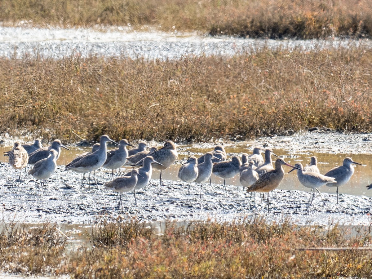 Willet - Anne Belton