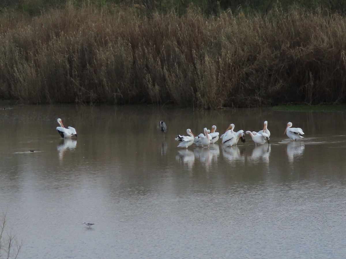 American White Pelican - ML614052824