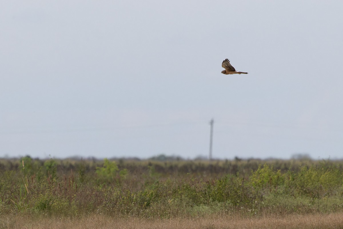 Northern Harrier - ML614052999