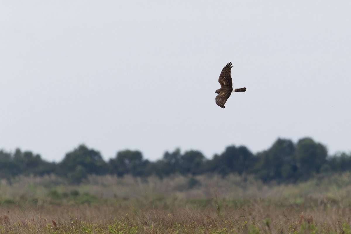 Northern Harrier - ML614053000