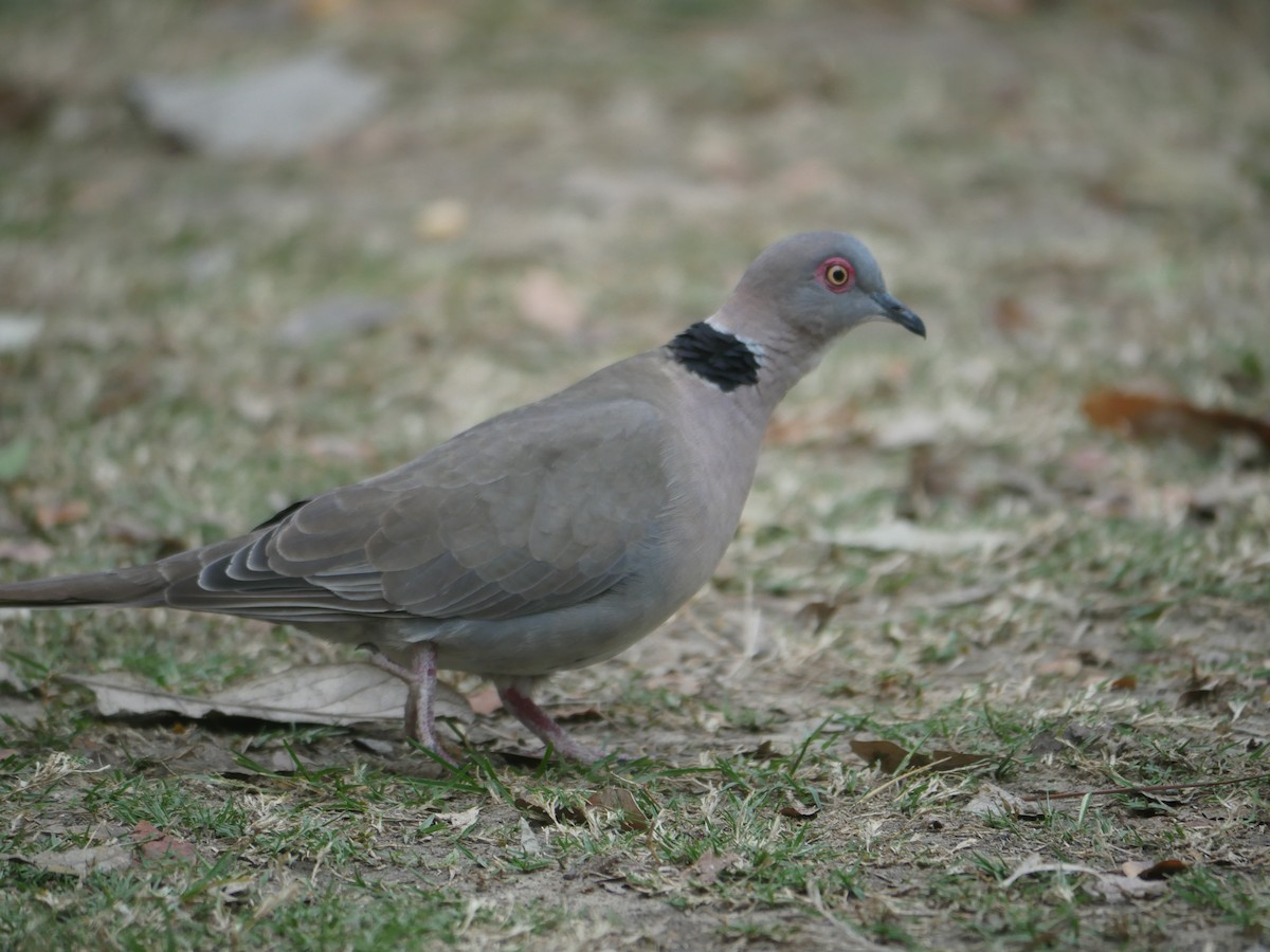 Mourning Collared-Dove - Tim Boucher