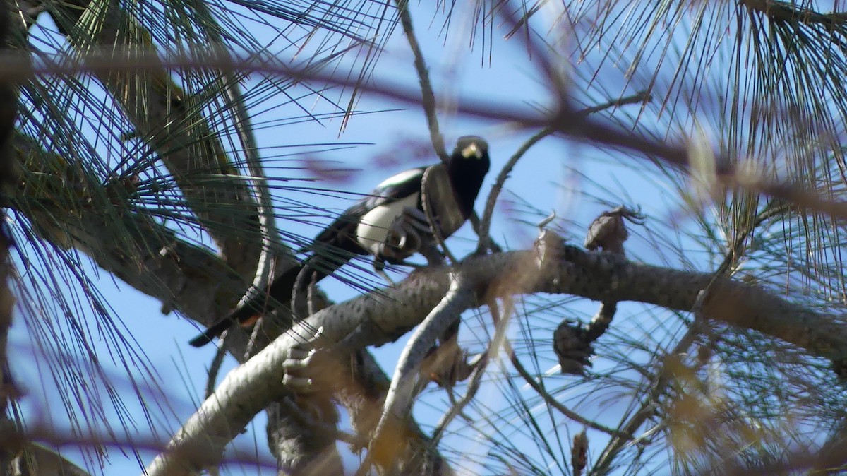 Yellow-billed Magpie - ML614053074