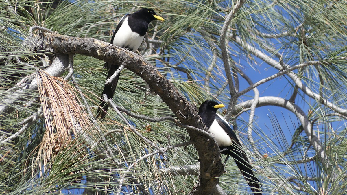 Yellow-billed Magpie - ML614053076