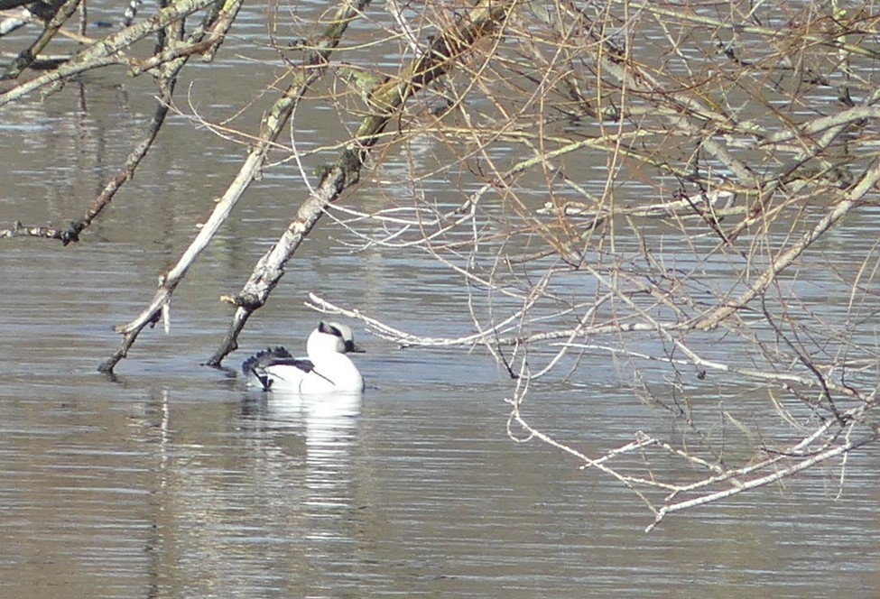 Smew - Phil Gunson