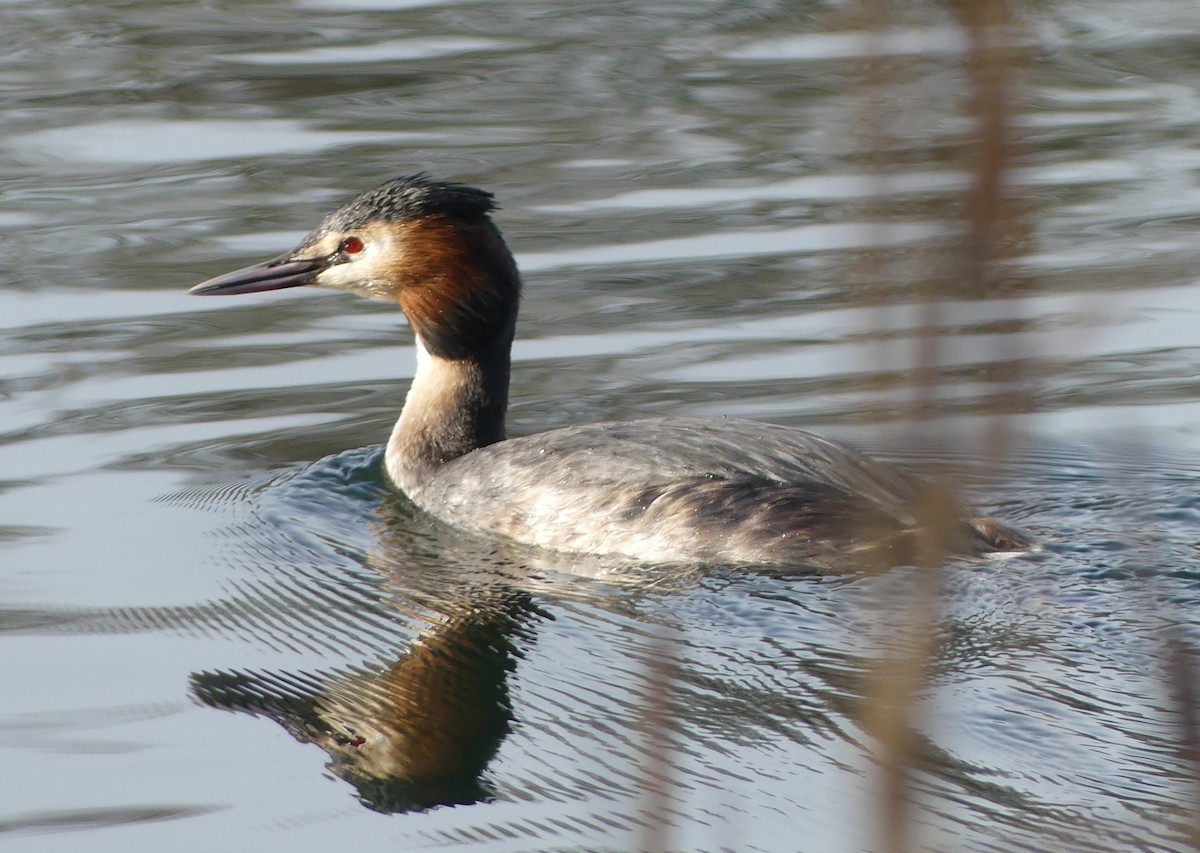 Great Crested Grebe - ML614053100