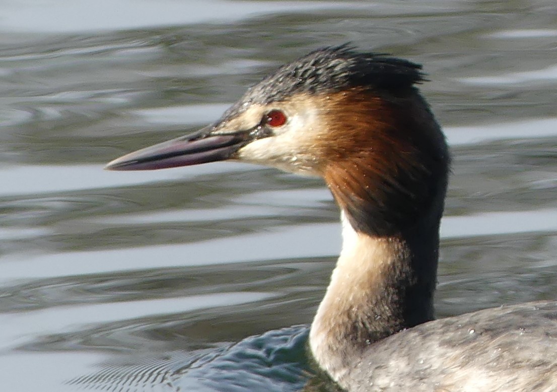 Great Crested Grebe - ML614053102