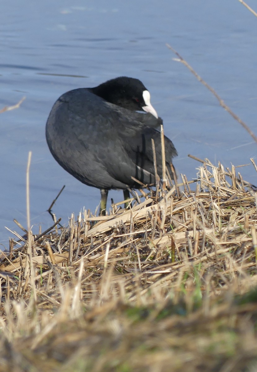 Eurasian Coot - ML614053112