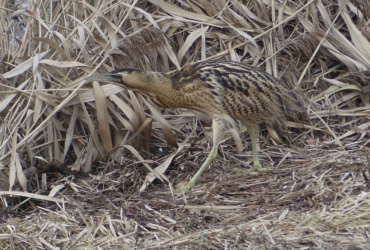 Great Bittern - ML614053115