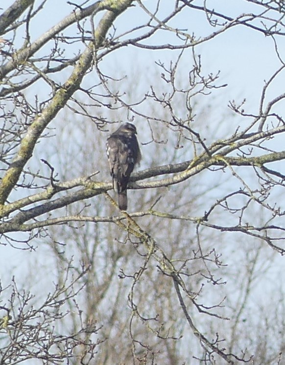 Eurasian Sparrowhawk - ML614053132